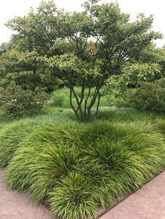 the grass is growing on the sidewalk in front of some trees and bushes with green leaves