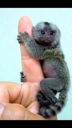 a tiny monkey sitting on top of someone's finger in the palm of their hand