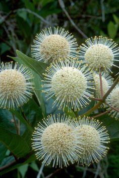 several white flowers with green leaves in the background