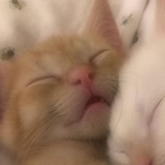 two kittens are sleeping together on a blanket