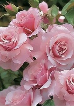 pink roses are blooming in the garden