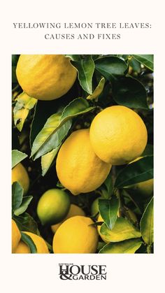 yellow lemon tree leaves cause and fixes