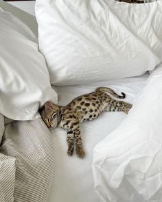 a cat laying on top of a white bed covered in pillows