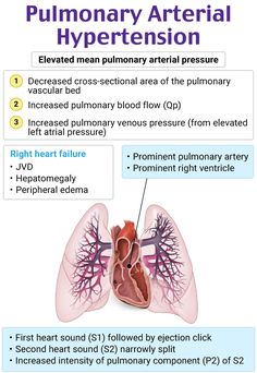 the anatomy of the human heart and lungs with labels on each side, labeled in red