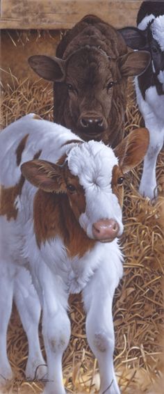 two brown and white cows standing next to each other on some dry grass with hay in the background