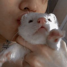 Funny Ferrets, Draco Malfoy Aesthetic, Korean Artist, Draco Malfoy, Cute Little Animals