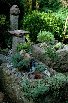 there are many rocks and plants in the garden