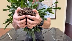 a man is holding plants in his hands on a table with dirt and grass growing out of them