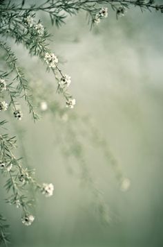 some white flowers are hanging from a branch