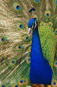 a peacock with its feathers spread out