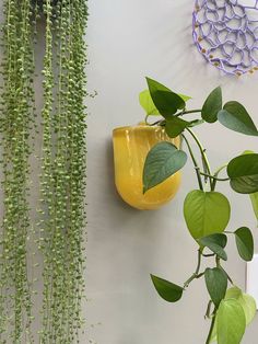 some green plants are hanging on the wall next to a yellow vase with flowers in it