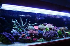 an aquarium filled with lots of different colored corals