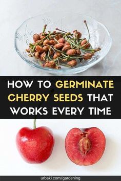 an apple and some seeds in a bowl with the words how to germinate cherry seeds that works every time