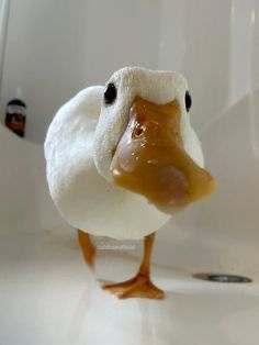 a duck is standing in the bathtub with its head turned to look like it's getting wet