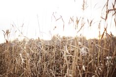 a field with tall grass and trees in the background