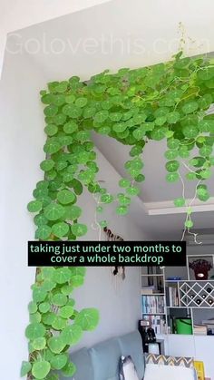 a living room filled with furniture and lots of green plants hanging from the ceiling above