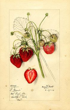 a drawing of strawberries with leaves and flowers