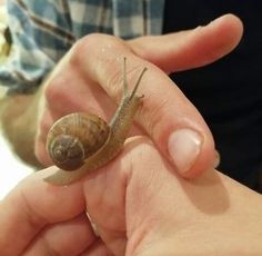 a person holding a small snail in their hand