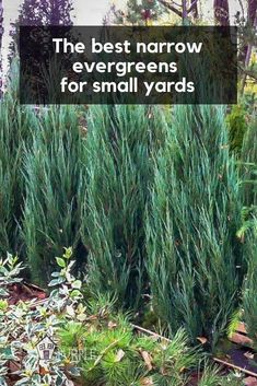 the best narrow trees for small yards