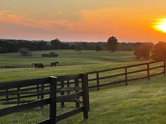 horses grazing in the pasture at sunset