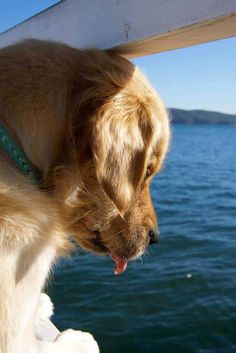 a dog is sticking its head out the window on a boat looking at the water