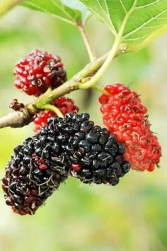 blackberries and raspberries growing on a tree branch