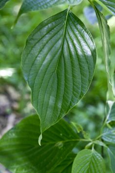 green leaves are growing in the forest