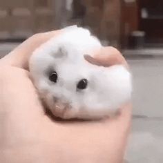 a person holding a small white animal in their hand with it's eyes wide open