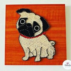 a small pug dog on an orange background