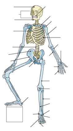 the skeletal skeleton is shown with labels on its chest and arm, which are labeled