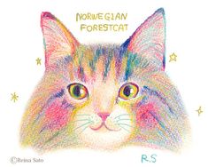 a colored drawing of a cat with stars around it's head and the words norwegian forestcat written on its forehead