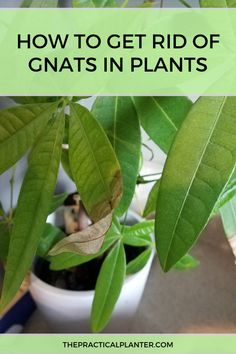 a potted plant with the title how to get rid of gnats in plants