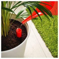 there is a potted plant with a red candle in it and some green grass