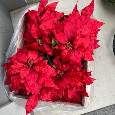 red poinsettia flowers sitting on top of a white table next to a potted plant