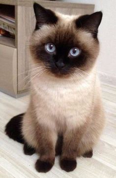 a siamese cat with blue eyes sitting on the floor