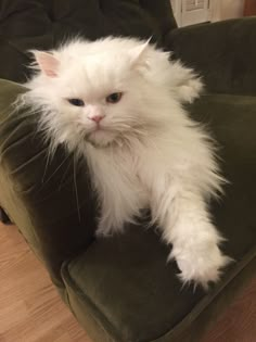 a fluffy white cat sitting on top of a green couch next to a wooden floor