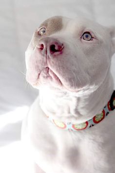 a white dog with blue eyes looking up at the camera while wearing a colorful collar