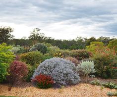 an assortment of shrubs and flowers in a garden