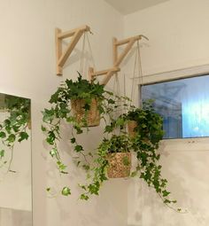 three hanging baskets filled with green plants in front of a bathroom mirror on a wall