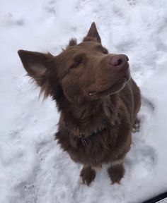 a brown dog sitting in the snow with its eyes closed and his head tilted to the side