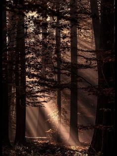 sunlight shining through the trees in a forest