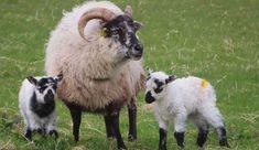 an adult ram and two baby sheep standing in the grass