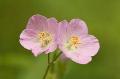 two small pink flowers with yellow stamens