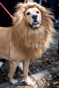 a dog with a lion mane on it's head is being walked by people