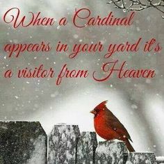 a red bird sitting on top of a wooden fence next to a snow covered field