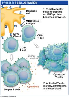 an image of the cell membranes and their functions in plant cells, including mitts