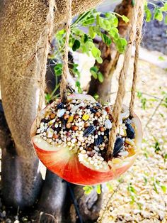 an apple hanging from a tree filled with bird seed and other things that are in it