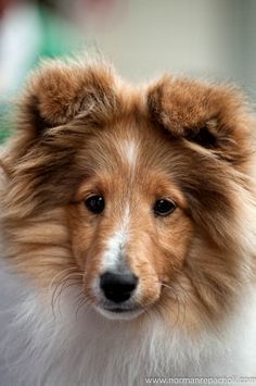 a brown and white dog with long hair