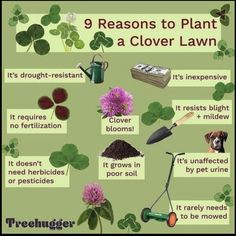 a poster with different types of plants and flowers on it's sides, including clover leaves