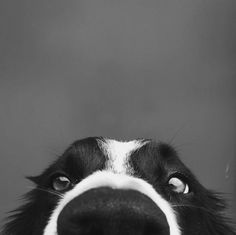 a black and white dog looking up at the camera